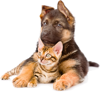 Junger Hund und junge Katze – artgerechte Nahrung ist für Wachstum und Entwicklung besonders wichtig.